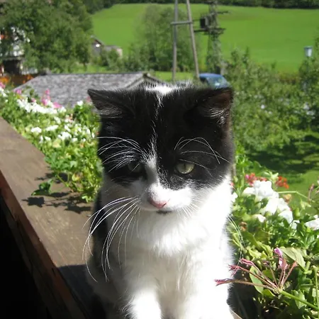 Bauernhof Schörghof *