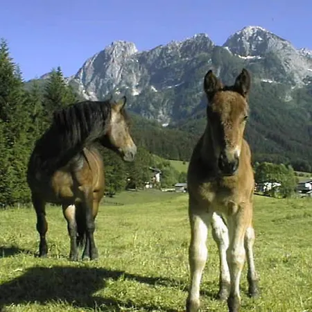 Bauernhof Schörghof Abtenau