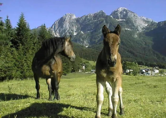 Farm stay Schoerghof Abtenau